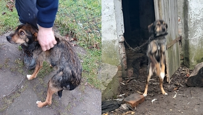 - strażnicy miejscy odebrali mieszkańcowi gminy Wschowa psa (FOTO)