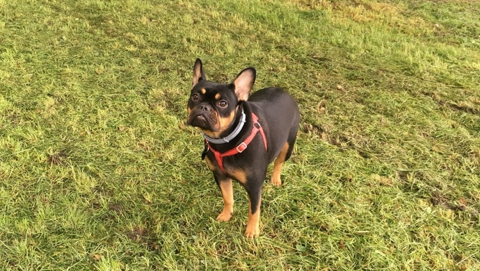 Zaginęła Zuzia. Właścicielka suni oferuje 5000 zł znaleźnego