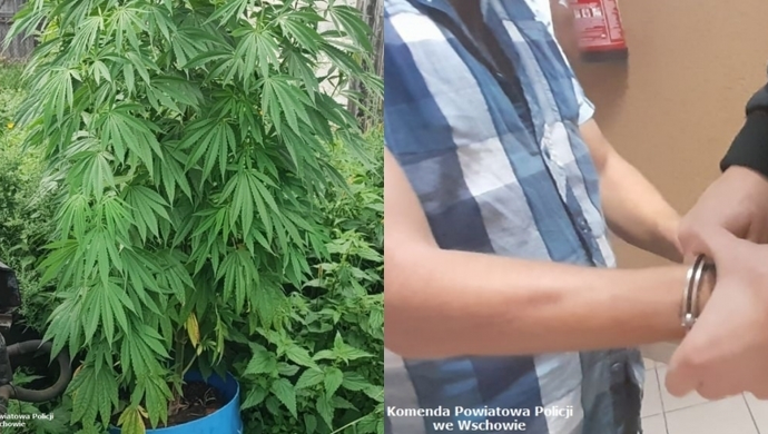 42-latek z gminy Wschowa zatrzymany za uprawę konopi (FOTO)