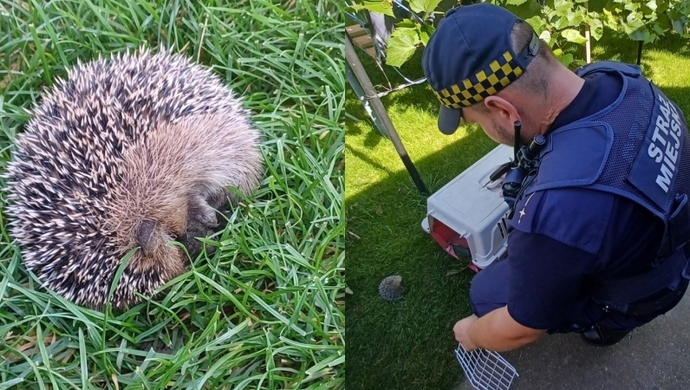 Jeż otrzymał pomoc od Straży Miejskiej we Wschowie