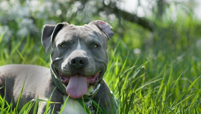 Tragedia we Wschowie. Amstaff zagryzł właściciela?