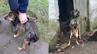 - strażnicy miejscy odebrali mieszkańcowi gminy Wschowa psa (FOTO)