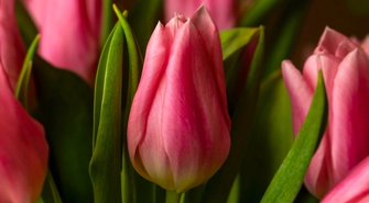 Dzień Kobiet w Bibliotece Publicznej we Wschowie (ZAPOWIEDŹ)