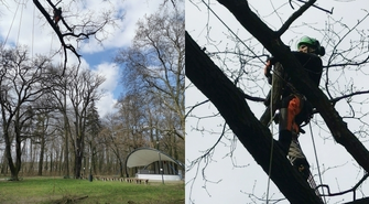 Zabiegi pielęgnacyjne drzew pomnikowych w Parku Górczyńskim (FOTO)