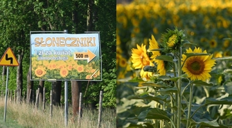 Niesamowita inicjatywa rolnika z Krzepielowa! Udostępnił pole słoneczników dla wszystkich! (FOTO)