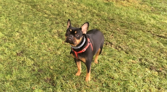 Zaginęła Zuzia. Właścicielka suni oferuje 5000 zł znaleźnego