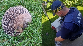Jeż otrzymał pomoc od Straży Miejskiej we Wschowie