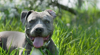 Tragedia we Wschowie. Amstaff zagryzł właściciela?