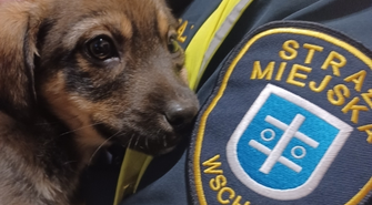 Szczeniak czeka na swojego właściciela. „Został prawdopodobnie porzucony”