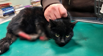 Oskórowane łapki kocurka potrzebują Twojej pomocy! „Trzeba mu pomóc jak najszybciej” 