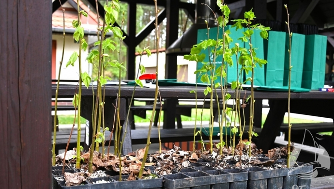 Do 15:00 odbierz darmową sadzonkę. Akcja #sadziMY Nadleśnictwa Sława Śląska