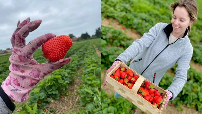 W Dębowej Łęce można samemu nazbierać truskawek. „Cena - jak za darmo!”