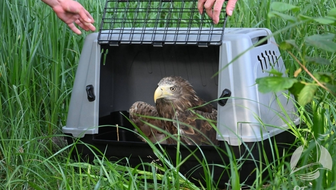 Gdzie orzeł nie może, tam... wskoczy! Niepełnosprawny bielik zamieszkał na Ptasiej Wyspie