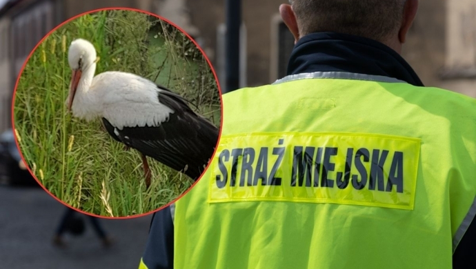 Bocian z Kandlewa uratowany. Nietypowa akcja Straży Miejskiej