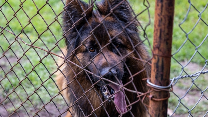 Mieszkańcy ul.Orzechowej obawiają się o swoje psy. „Nie pozwolimy się dalej zastraszać”