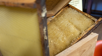 Zbliża się zebranie Koła Pszczelarzy we Wschowie