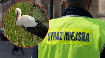 Bocian z Kandlewa uratowany. Nietypowa akcja Straży Miejskiej