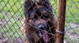 Mieszkańcy ul.Orzechowej obawiają się o swoje psy. „Nie pozwolimy się dalej zastraszać”