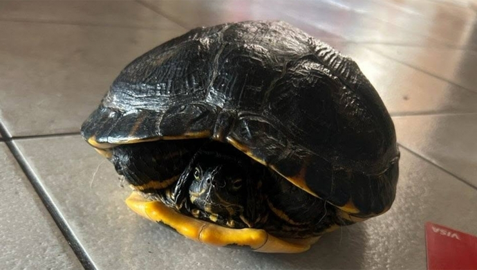 Na trasie Stare Drzewce-Łysiny znaleziono żółwia. Policja szuka właściciela