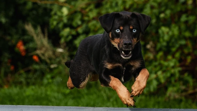 Adoptowane psy i koty ze Wschowy trafią do kalendarza. Spółka Komunalna pokaże ich nowe, lepsze życie