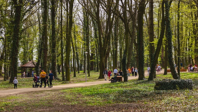 Wycinka drzew w Parku Wolsztyńskim. Możliwe przerwy w dostawie prądu