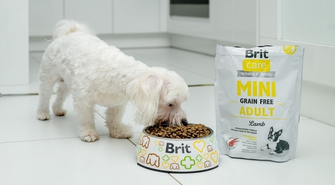 Jakie zalety ma sucha karma dla psa i kiedy warto ją wybrać?