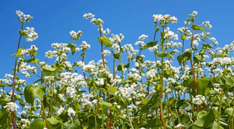 Sekrety kwitnienia: Jak faza wegetacyjna decyduje o sukcesie każdej uprawy?