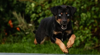 Adoptowane psy i koty ze Wschowy trafią do kalendarza. Spółka Komunalna pokaże ich nowe, lepsze życie