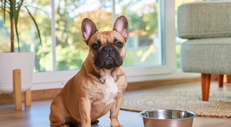 Czy puszki dla psów mogą stanowić podstawę diety?