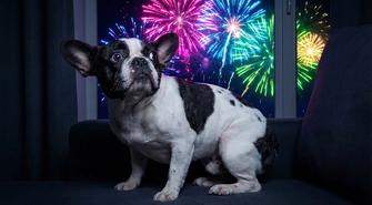Twój pies odetchnie z ulgą. Wojewoda zakazuje fajerwerków na ponad miesiąc