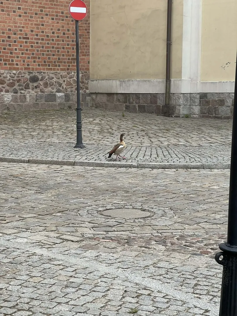 Czyja zguba chodzi obok Muzeum? 😂