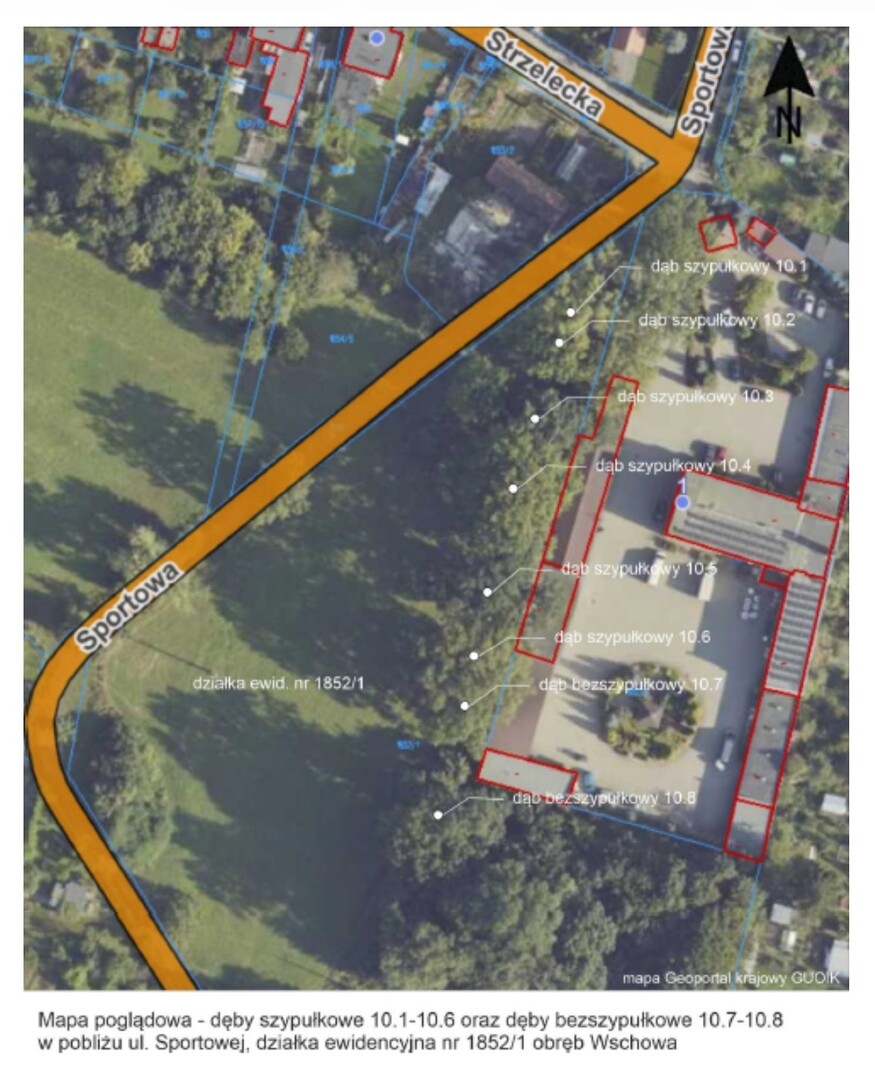Dęby szypułkowe przy ul. Sportowej we Wschowie